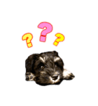 シュナウザー 親子 レア＆ノア⭐︎（個別スタンプ：2）