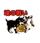 シュナウザー 親子 レア＆ノア⭐︎（個別スタンプ：9）