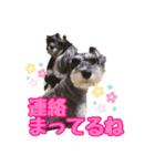 シュナウザー 親子 レア＆ノア⭐︎（個別スタンプ：11）