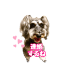 シュナウザー 親子 レア＆ノア⭐︎（個別スタンプ：12）