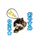 シュナウザー 親子 レア＆ノア⭐︎（個別スタンプ：13）
