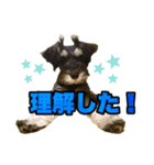 シュナウザー 親子 レア＆ノア⭐︎（個別スタンプ：15）
