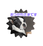 ほたてと愉快な仲間たち（個別スタンプ：7）
