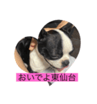 ほたてと愉快な仲間たち（個別スタンプ：12）
