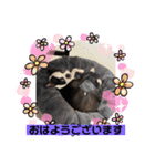 ほたてと愉快な仲間たち（個別スタンプ：13）