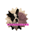 ほたてと愉快な仲間たち（個別スタンプ：14）