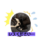 ほたてと愉快な仲間たち（個別スタンプ：16）