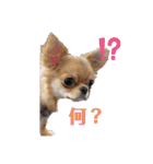 バブピースタンプ（個別スタンプ：14）