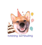柴犬のしばおくん☆2（個別スタンプ：1）