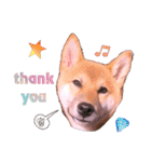 柴犬のしばおくん☆2（個別スタンプ：2）