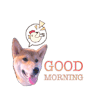 柴犬のしばおくん☆2（個別スタンプ：4）