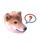 柴犬のしばおくん☆2（個別スタンプ：5）