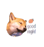 柴犬のしばおくん☆2（個別スタンプ：6）