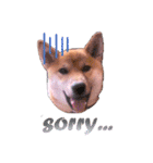 柴犬のしばおくん☆2（個別スタンプ：8）