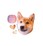 柴犬のしばおくん☆2（個別スタンプ：10）