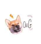柴犬のしばおくん☆2（個別スタンプ：11）