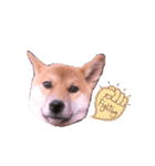 柴犬のしばおくん☆2（個別スタンプ：12）