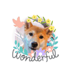 柴犬のしばおくん☆2（個別スタンプ：18）