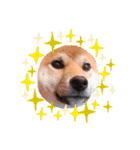 柴犬のしばおくん☆2（個別スタンプ：19）