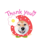 柴犬のしばおくん☆2（個別スタンプ：20）
