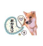 柴犬のしばおくん☆2（個別スタンプ：22）