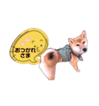 柴犬のしばおくん☆2（個別スタンプ：23）