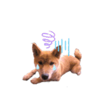 柴犬のしばおくん☆2（個別スタンプ：24）