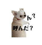 せなとくりあとみりと（個別スタンプ：10）
