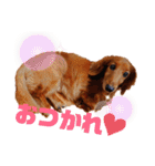 ミニチュアダックス♡のスタンプ（個別スタンプ：7）