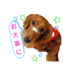 ミニチュアダックス♡のスタンプ（個別スタンプ：12）