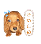 ミニチュアダックス♡のスタンプ（個別スタンプ：15）