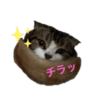 うにときす♡（個別スタンプ：1）