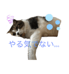 うにときす♡（個別スタンプ：12）