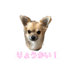 Luna♡Tapi（個別スタンプ：6）