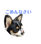 Luna♡Tapi（個別スタンプ：9）