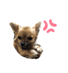 Luna♡Tapi（個別スタンプ：11）