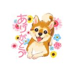 毎日いぬ全開（個別スタンプ：1）