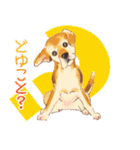 毎日いぬ全開（個別スタンプ：10）