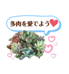 多肉＆サボテン シリーズ①（個別スタンプ：1）