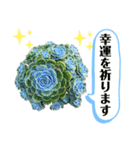 多肉＆サボテン シリーズ①（個別スタンプ：11）
