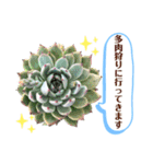 多肉＆サボテン シリーズ①（個別スタンプ：14）