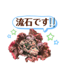 多肉＆サボテン シリーズ①（個別スタンプ：15）