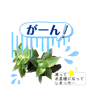 多肉＆サボテン シリーズ①（個別スタンプ：19）