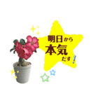 多肉＆サボテン シリーズ①（個別スタンプ：22）