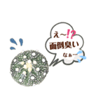 多肉＆サボテン シリーズ①（個別スタンプ：24）