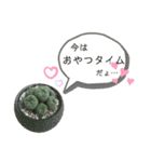 多肉＆サボテン シリーズ①（個別スタンプ：25）
