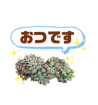 多肉＆サボテン シリーズ①（個別スタンプ：27）