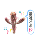 多肉＆サボテン シリーズ①（個別スタンプ：28）