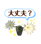 多肉＆サボテン シリーズ①（個別スタンプ：33）