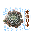 多肉＆サボテン シリーズ①（個別スタンプ：35）